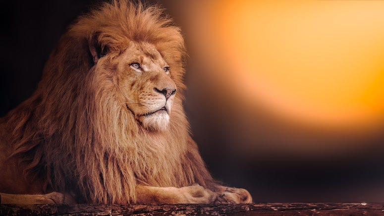 Lion during sunset