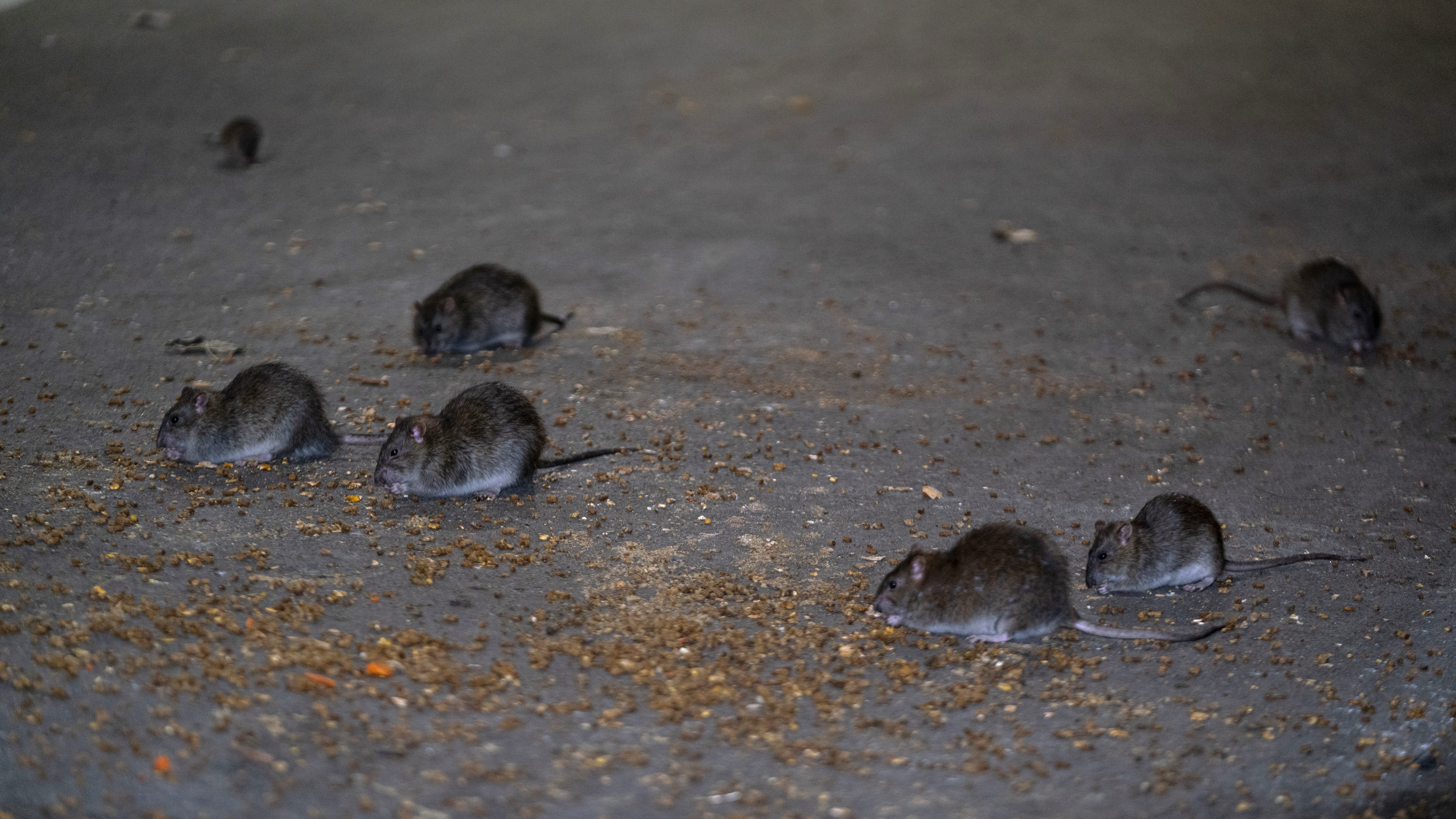 NYC seeks 'blood thirsty' rat czar as rodents eye finishing blow