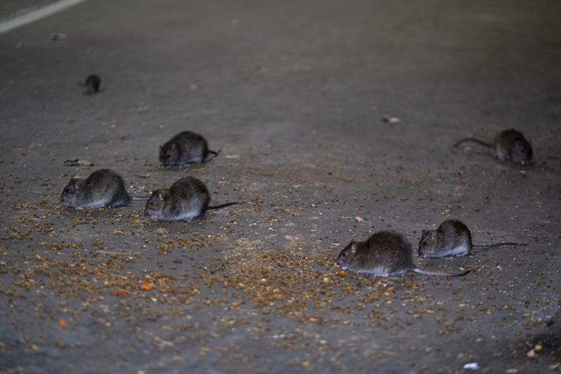 New government statistics show that there has been a 71% increase in reports of rat sightings in the city in 2022 compared to 2020