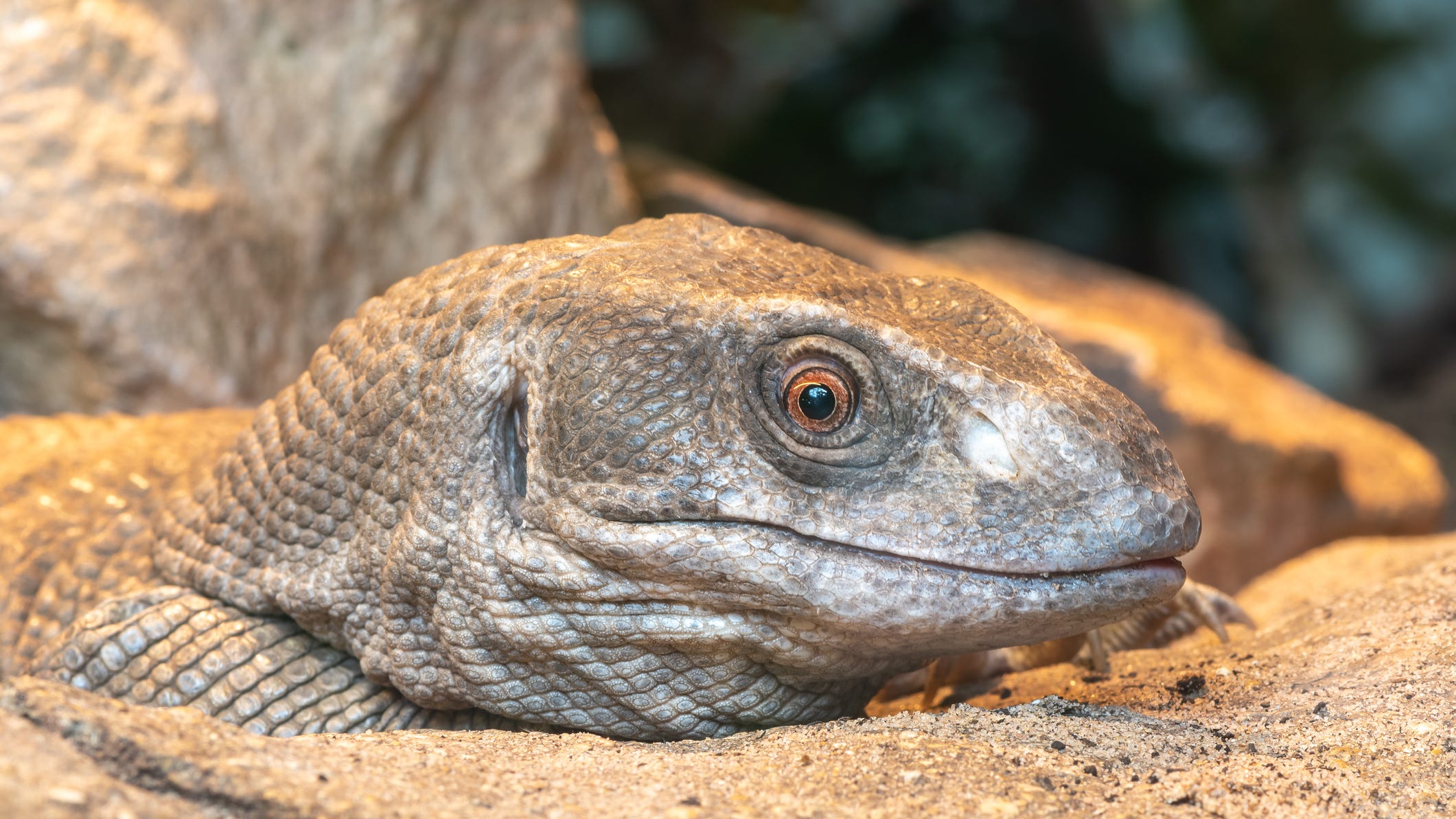 Giant dog-sized lizard seen scaling Florida home