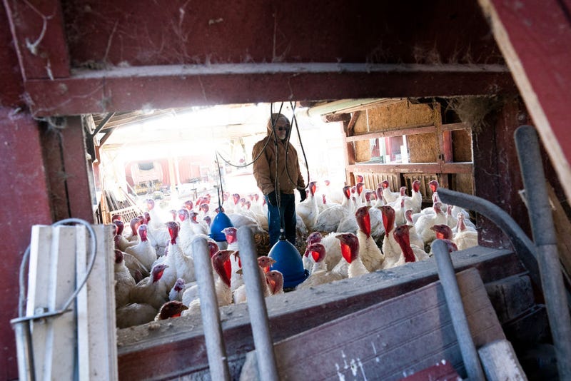 The wholesale price for a whole hen turkey is projected to average $1.32 per pound in 2025, a 40% jump from last year, according to the USDA. 