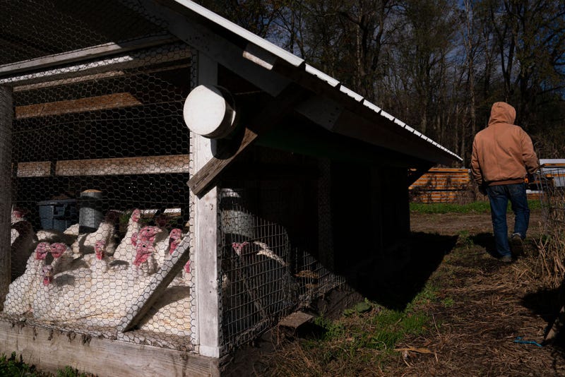 Bird Flu, Avian Flu, Turkey, Chicken, Poultry, Minnesota
