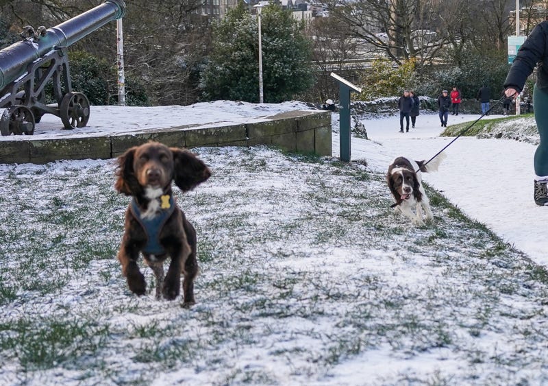 Dogs in Snow