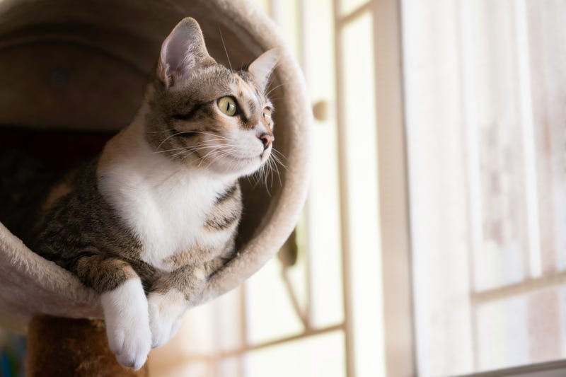 There’s a new $2,500 reward being offered for information leading to the arrest and conviction of whoever allegedly threw a cat from a 12th-floor apartment balcony in Minneapolis.