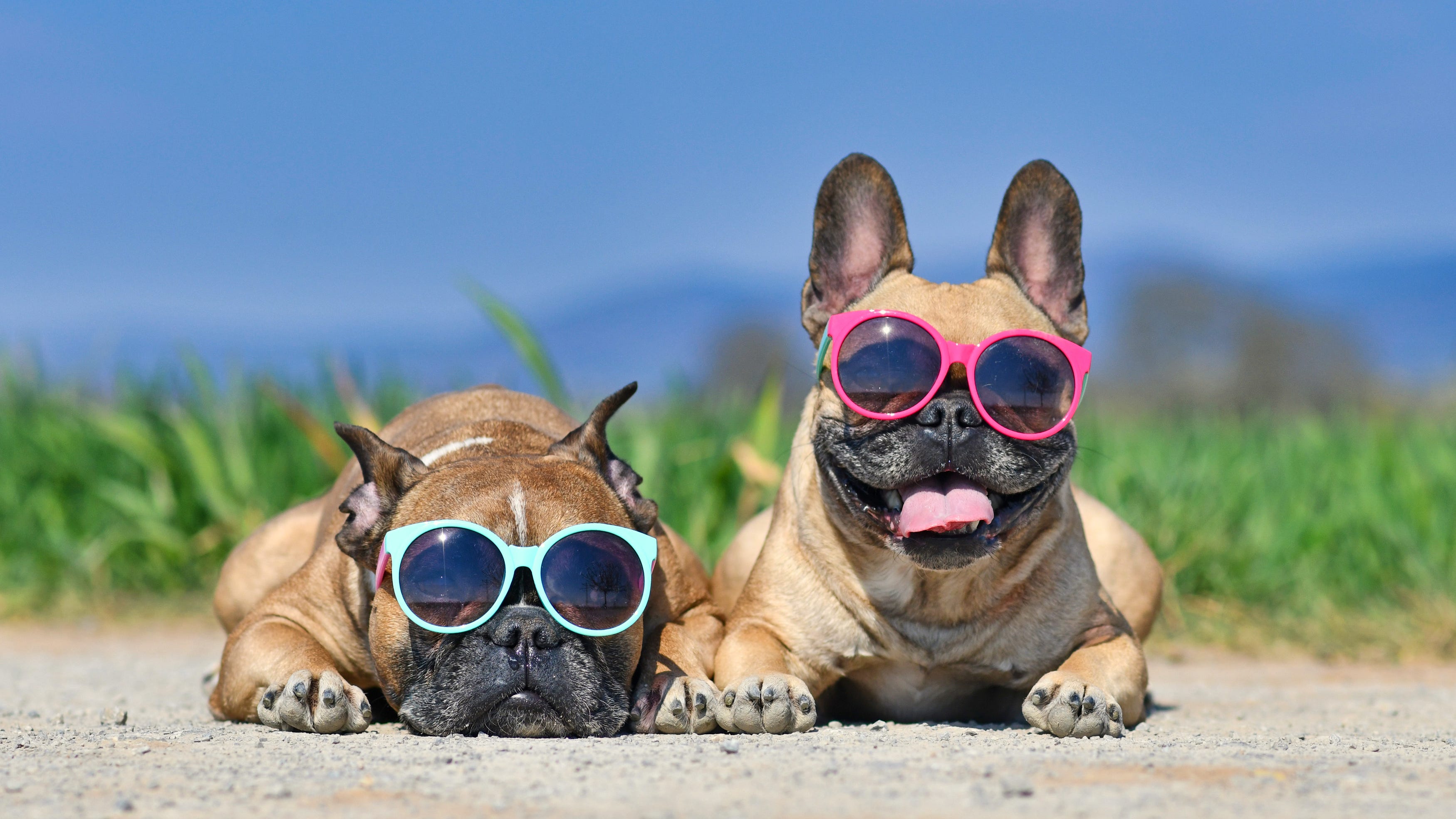 Scorching weather heats up Metro Detroit — what does this mean for our pets?