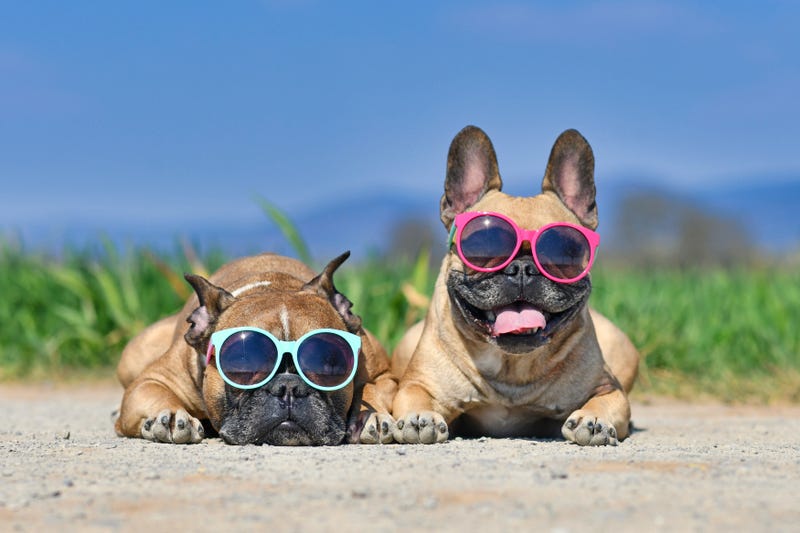 An excessive heat wave lifting into Michigan will make temperatures feel like 105 degrees on Wednesday, but we aren't the only ones who will feel the soaring temperatures — our pets will be susceptible to the high heat as well.
