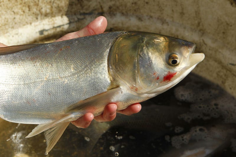 A silver carp, a variety of invasive carp, is held by a scientist after being pulled from the Illinois River.