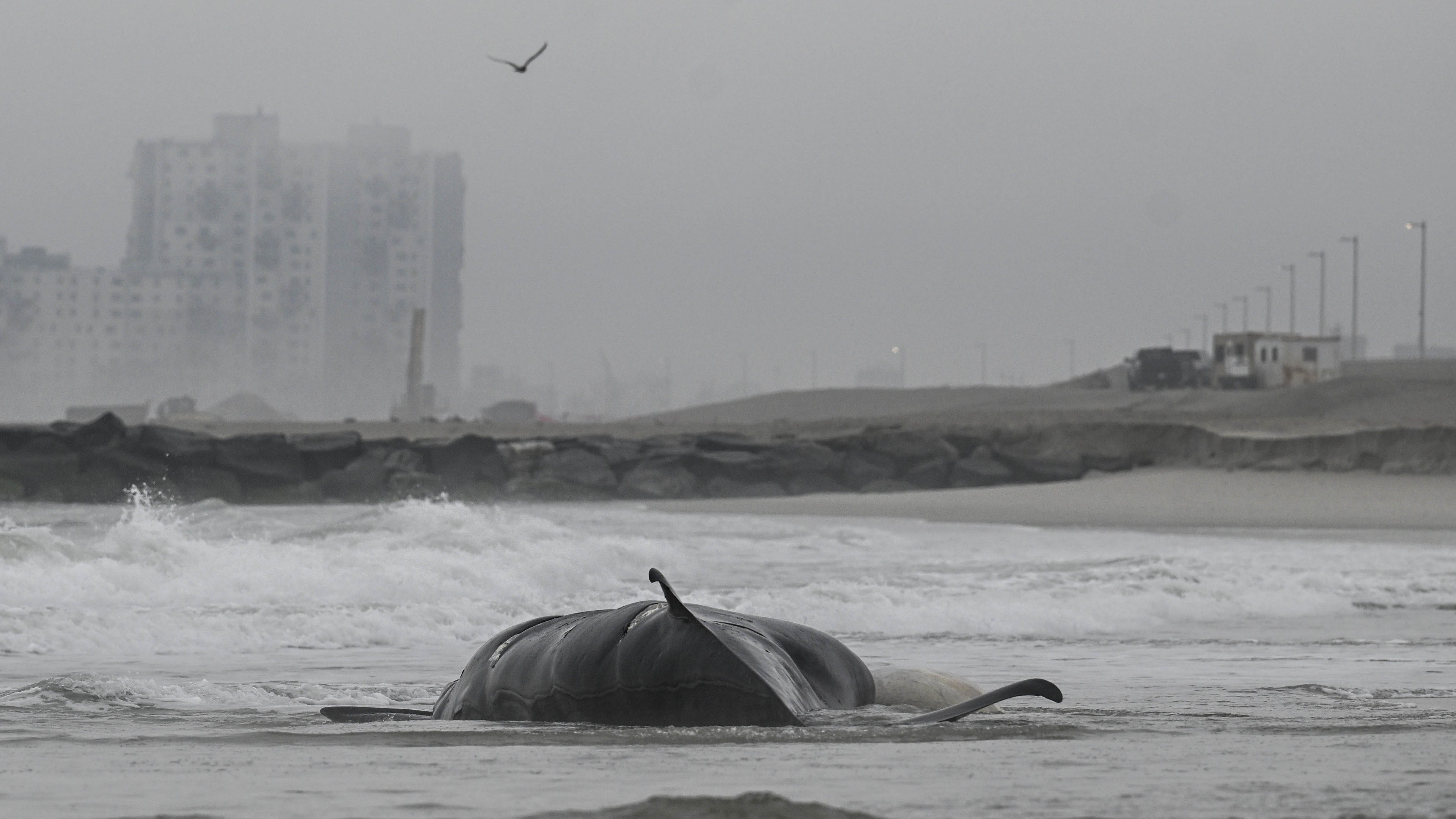 Beached whales, disappearing crabs — what’s happening to our oceans?