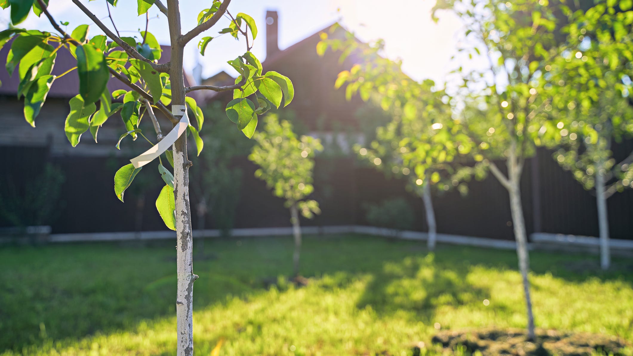 Say 'Alexa, grow a tree' and see what happens