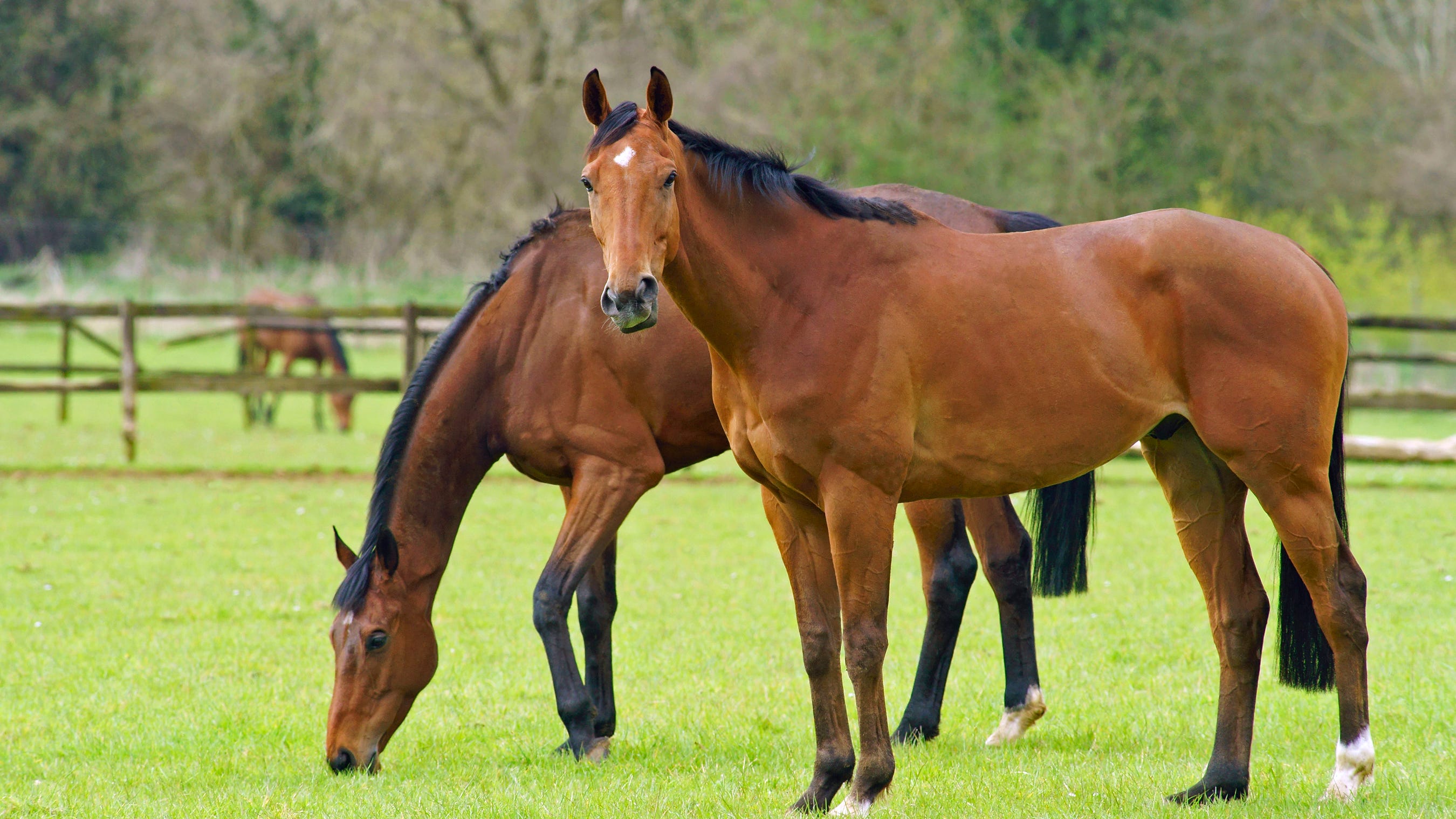 Four horses die at Southland tracks in four days