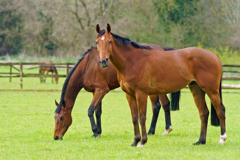 Horses