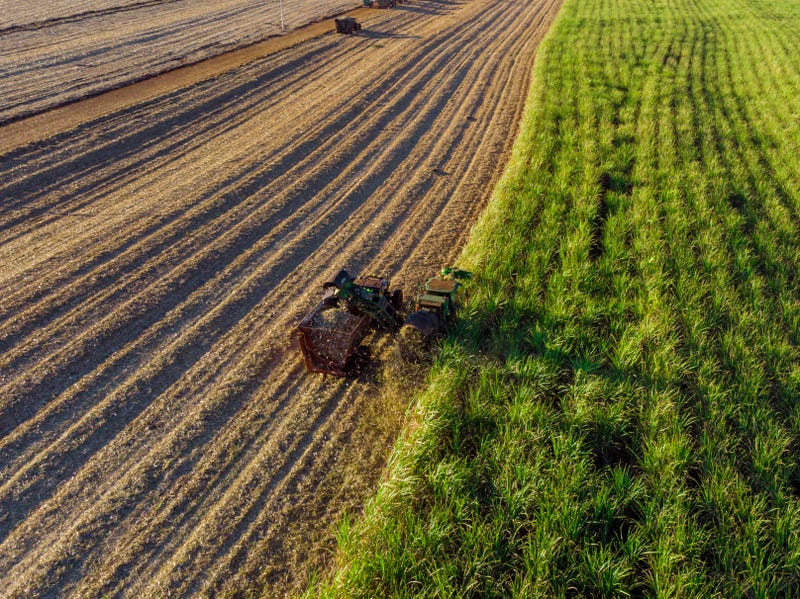 Dry planting weather among factors in record sugar harvest