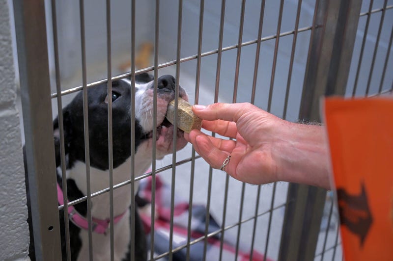 Animal Shelter