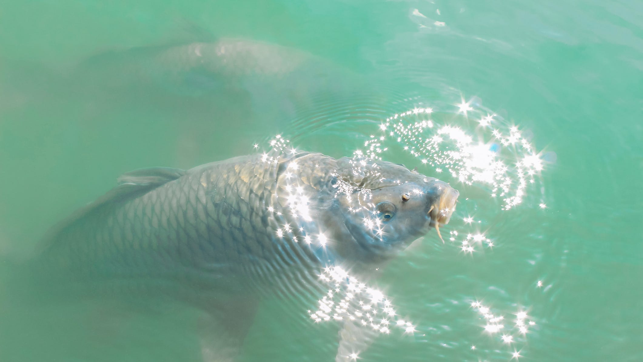 Hundreds of dead fish in Michigan lake spark investigation