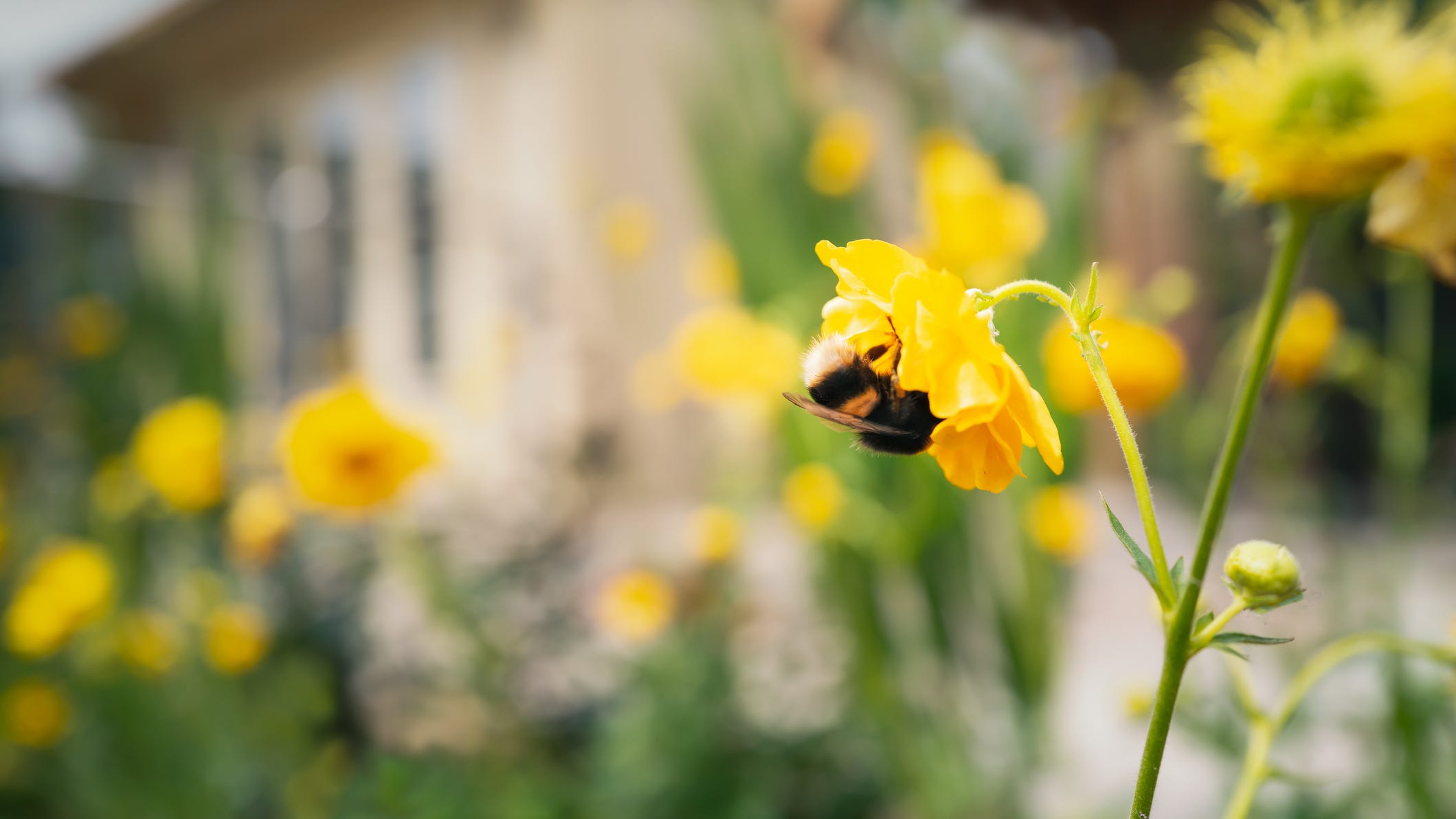 "No Mow May" is crucial to help bees and pollinators in early spring