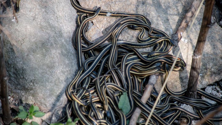 Woman finds 18 snakes under her bed after thinking it 'was a piece of fuzz on the floor'