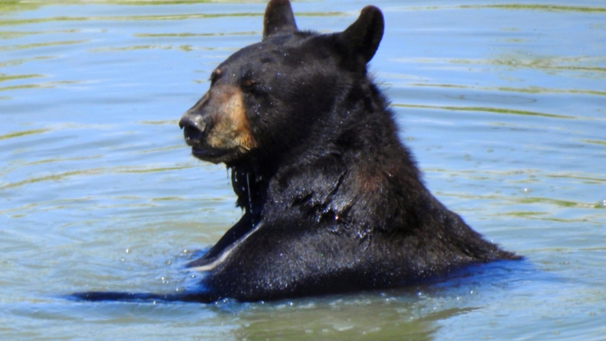 WATCH: Dog rings bell to alert owner of bears swimming in her pool