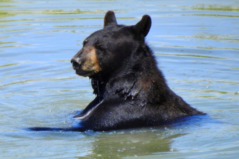 Black bear in water
