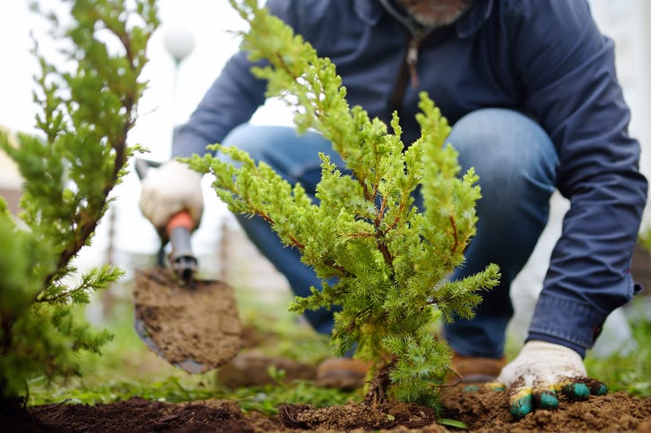 planting trees
