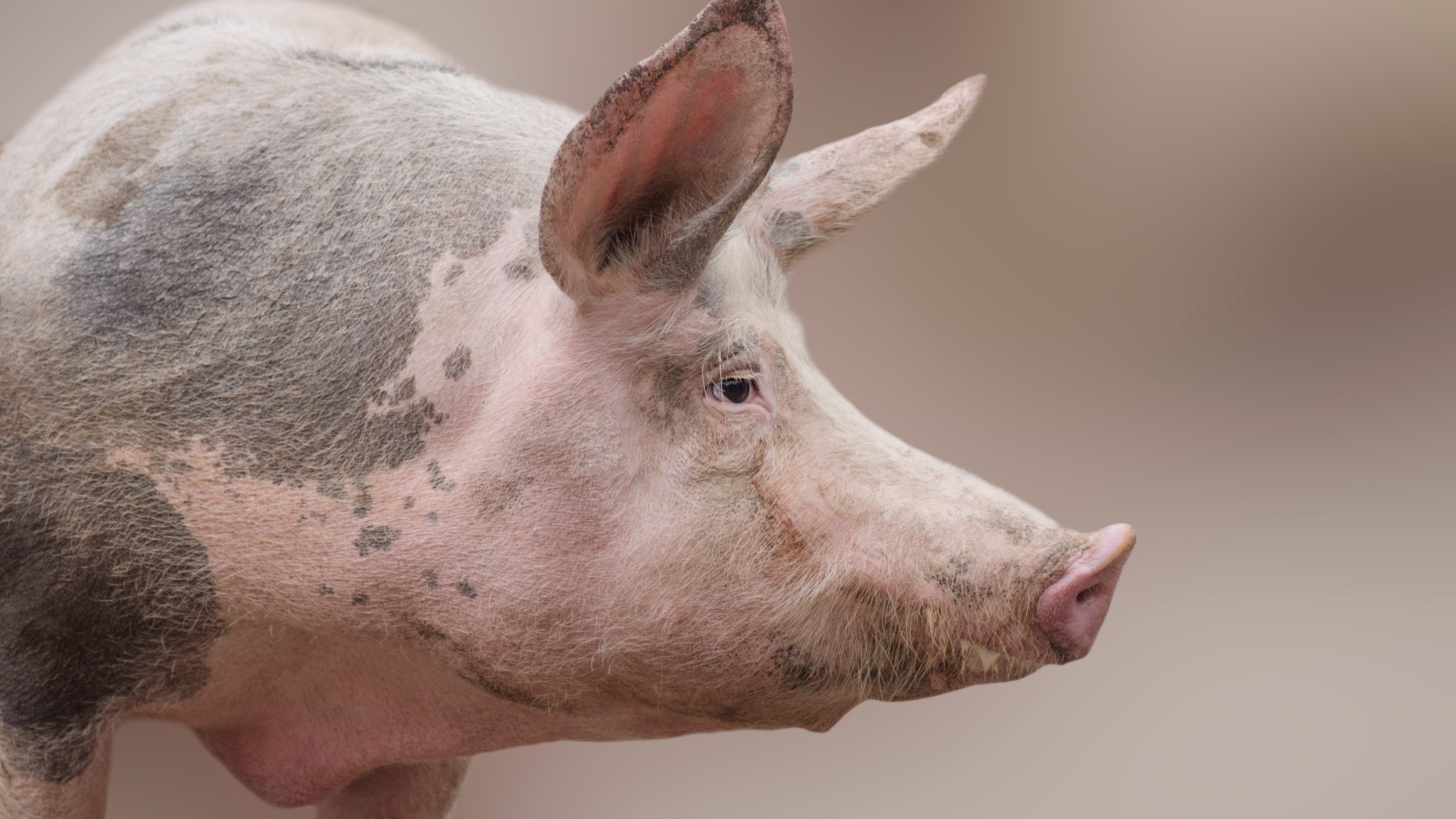 Something Offbeat: Pig collagen helps return sight to the blind