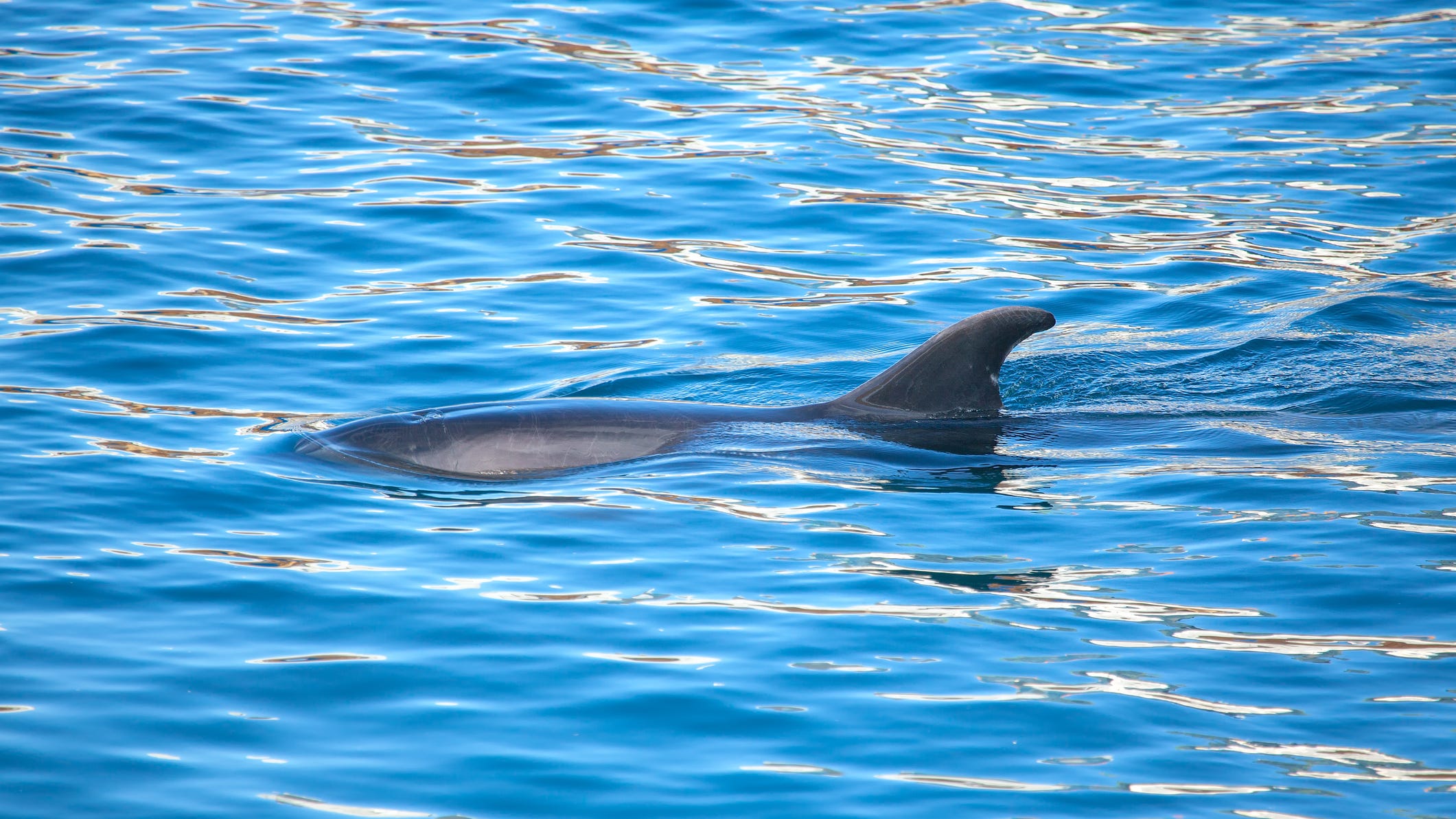 WATCH: Woman captures footage of rare baby albino dolphin swimming