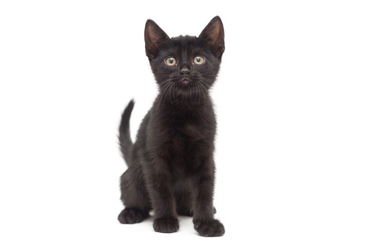 Black kitten. 