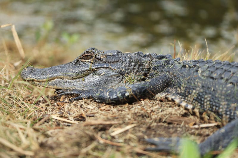 Alligator