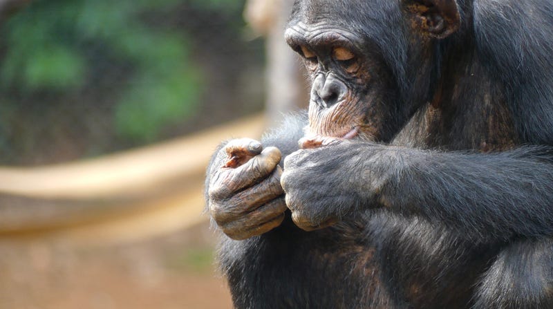 The former owner of movie star chimp, Tonka, faces a steep legal bill