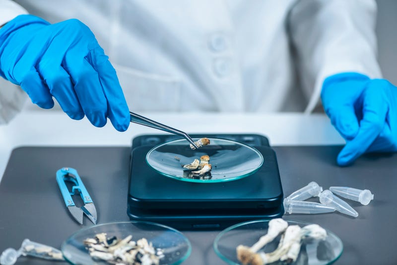stock photo - person in lab coat weighs out dried psilocybin mushrooms on a scale, holding them with tweezers