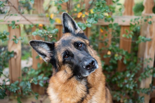 German shepherd tilting its head