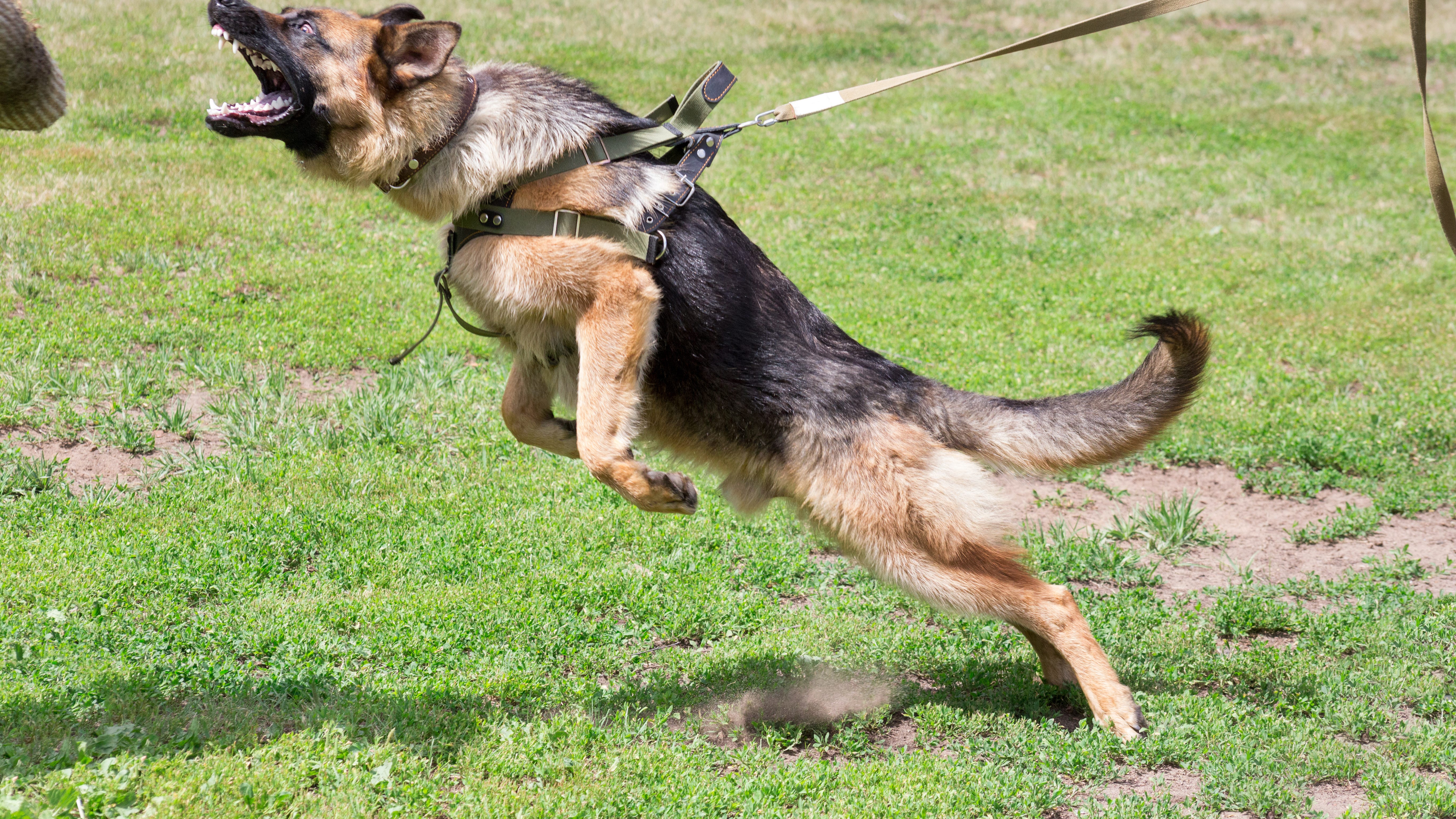 MSP trooper facing assault charges for allowing extended K-9 attack on suspect [VIDEO]