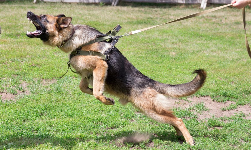 K-9 attacks
