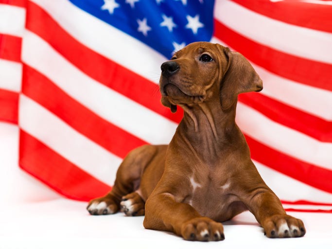 National Dog Day