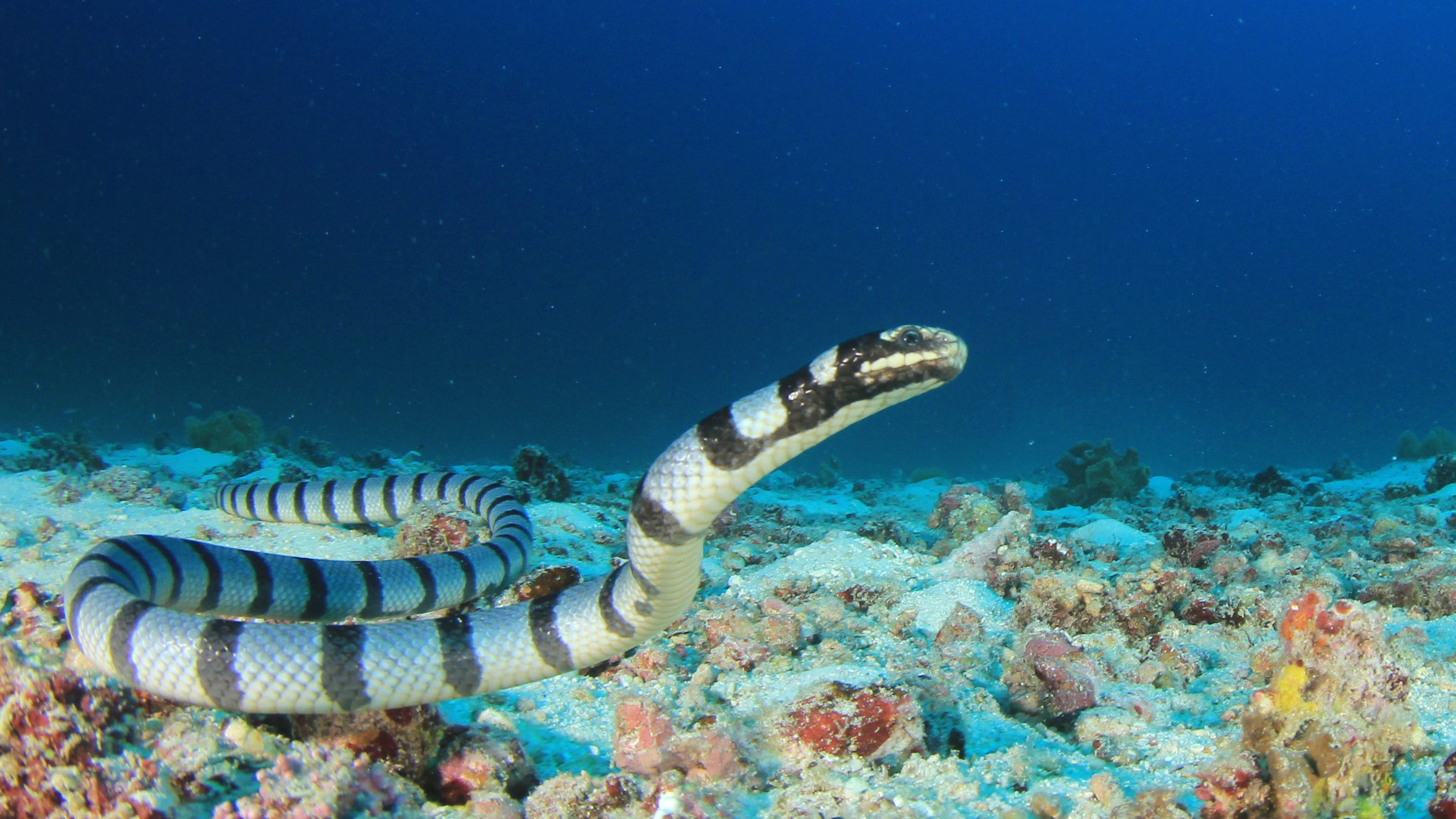 PHOTO: Extremely venomous sea snake, thought to be extinct, found in ocean
