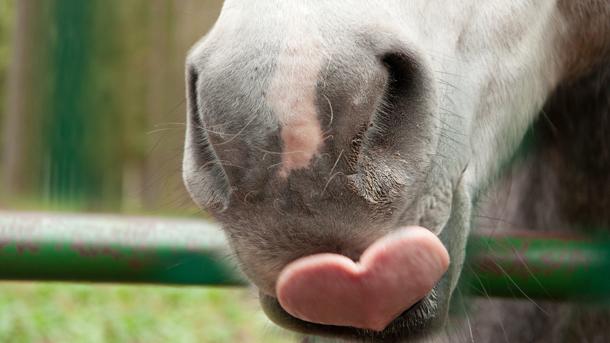 Users flood pro-Trump website seeking false COVID cure called ‘moo juice’