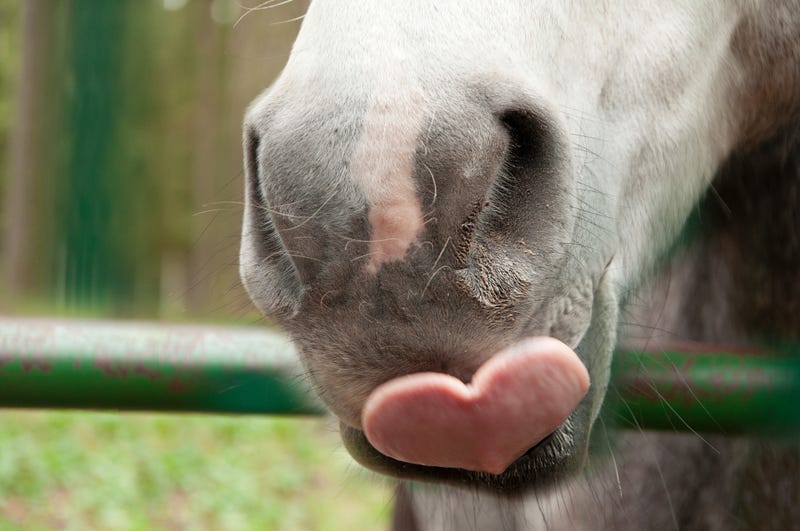 Horse mouth stock photo.