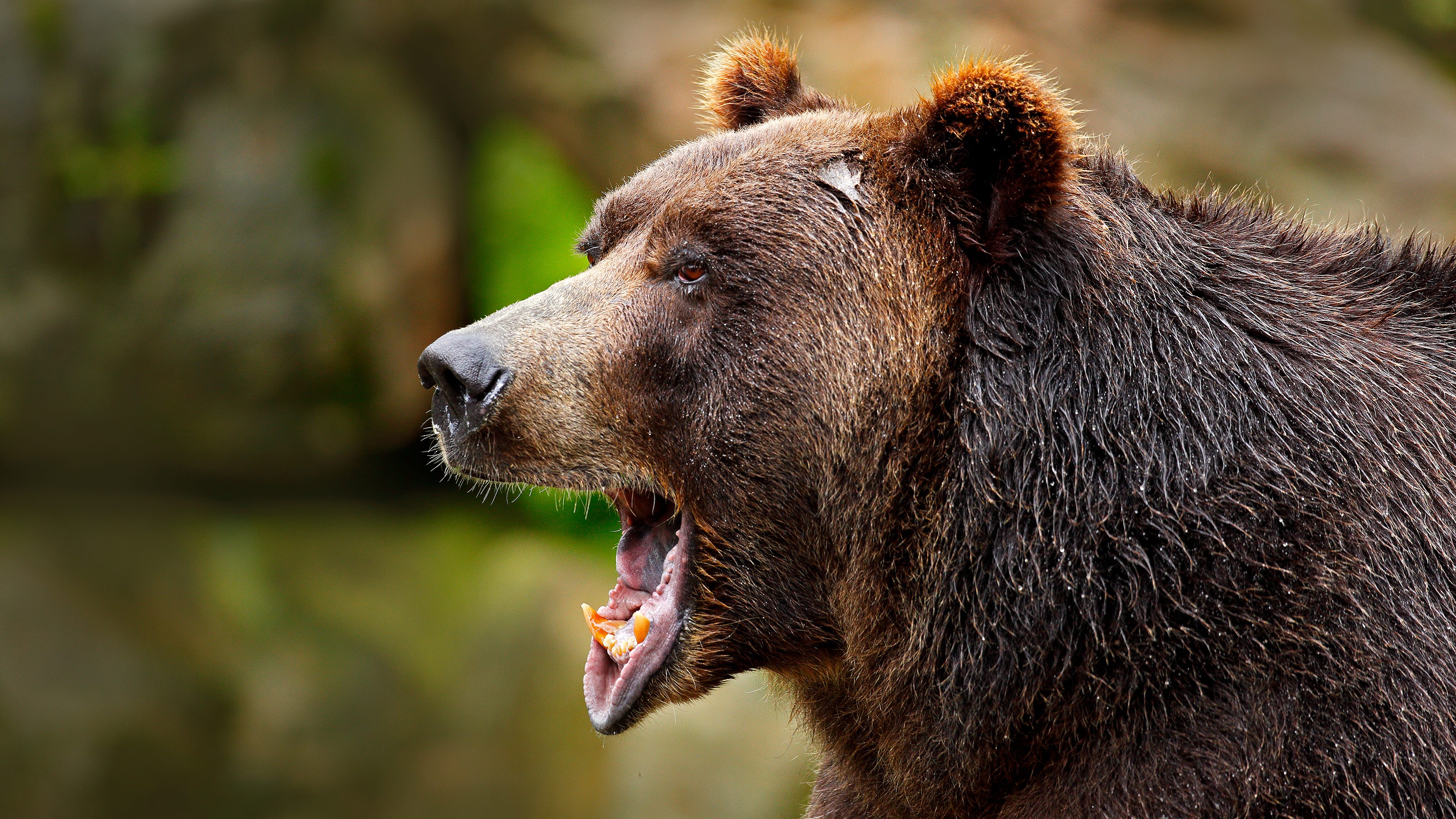 Missouri, Illinois among top-12 states where people get killed by animals the most