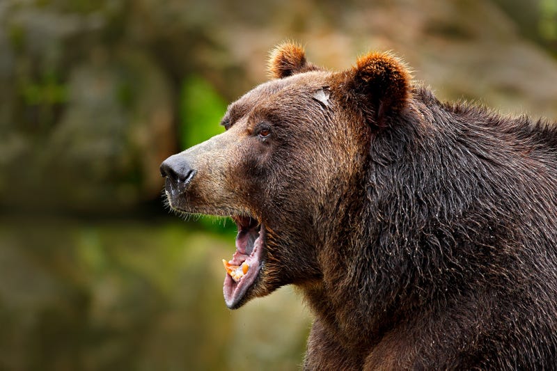 brown bear
