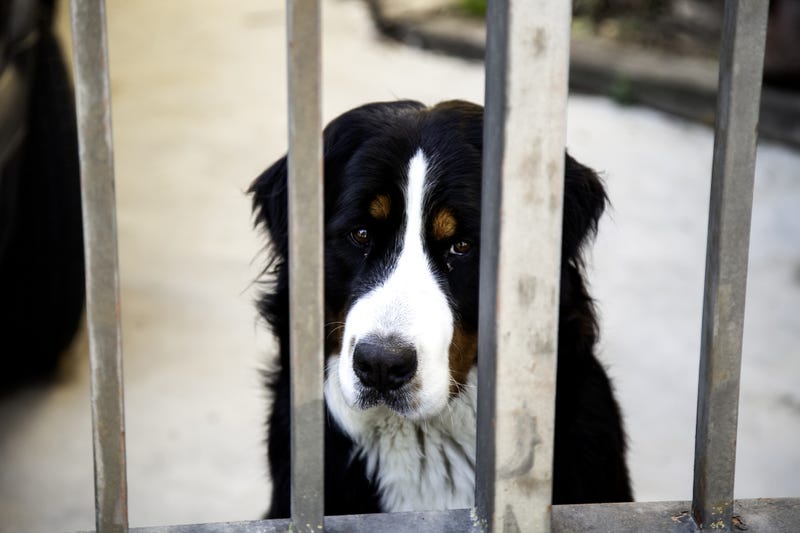 Dog locked in kennel, abandoned animal