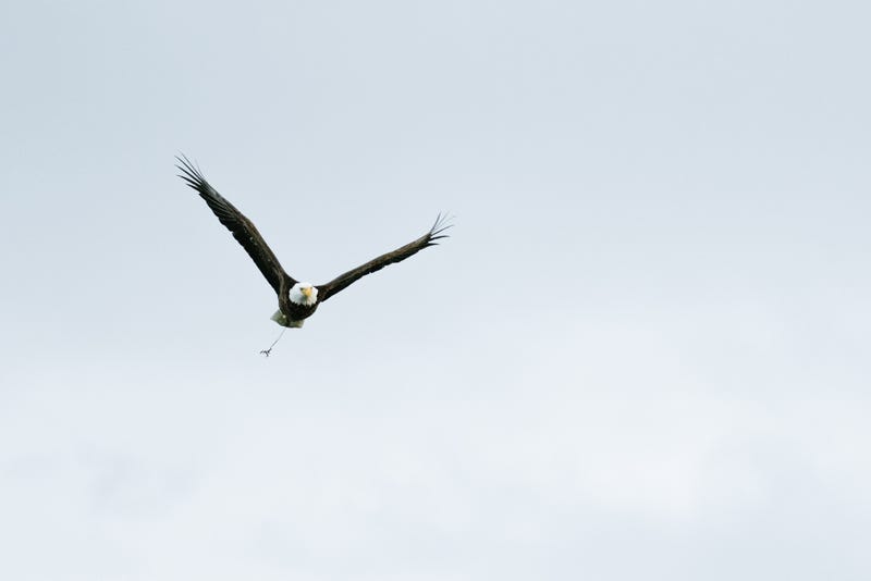 Eagle