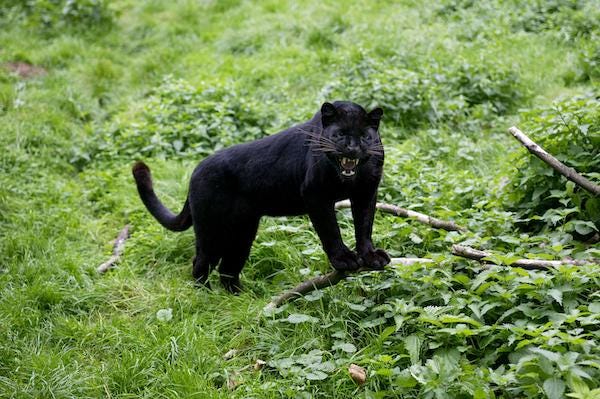 Black panther snarling in defensive position