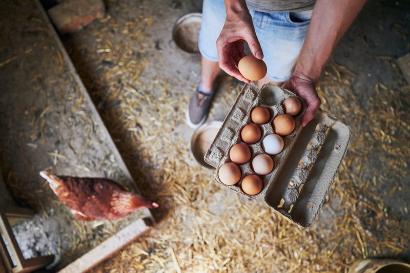 Eggs from small organic farm