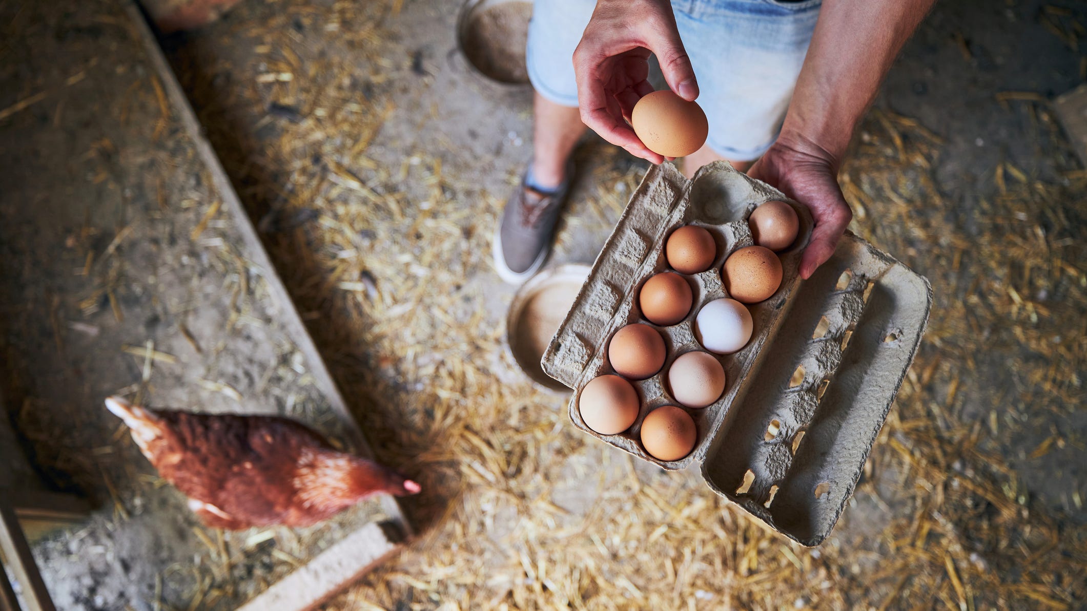 Egg prices spike from bird flu ahead of holidays