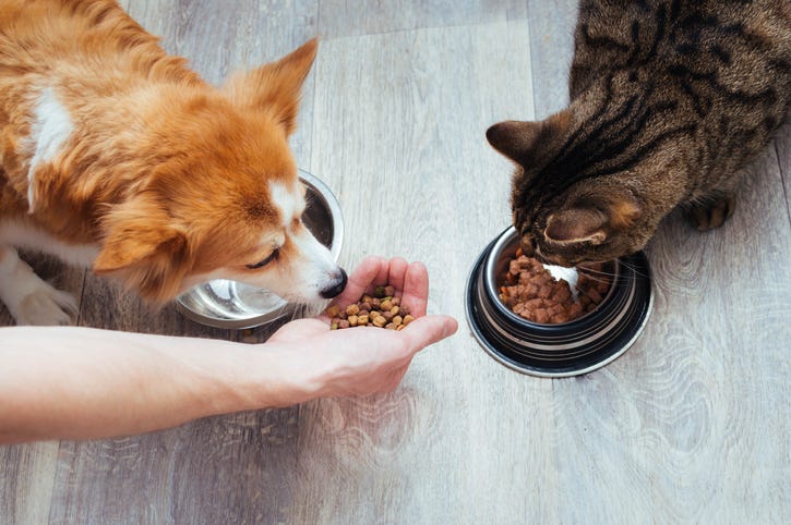 Feeding A Dog And Cat