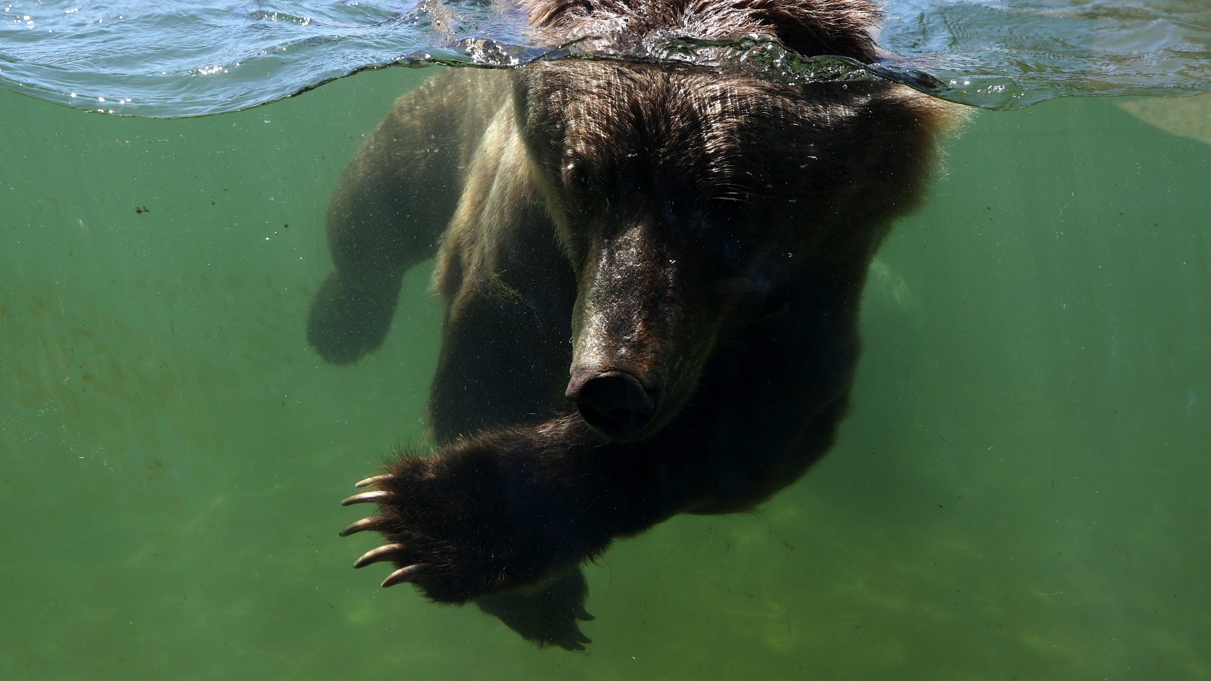 Oakland Zoo braces for yet another closure