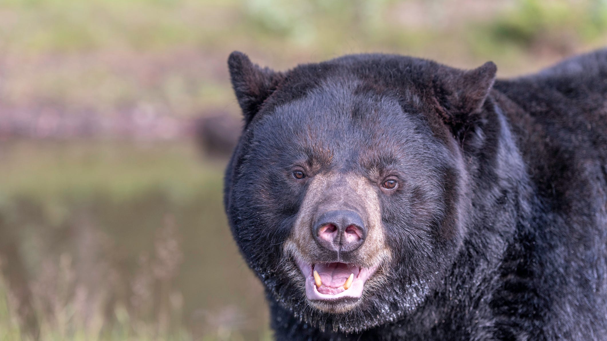 South Lake Tahoe Police: Stop calling about Hank the Tank