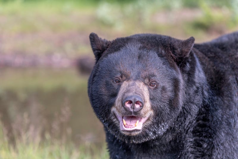Black Bear