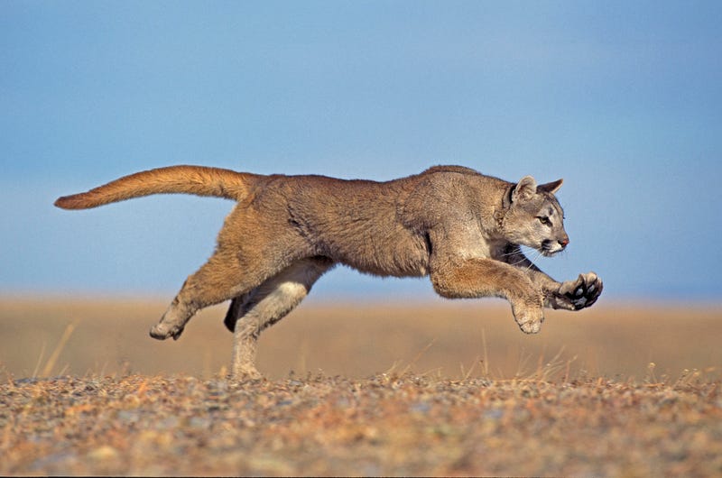 Another verified sighting of a mountain lion, this time in Andover