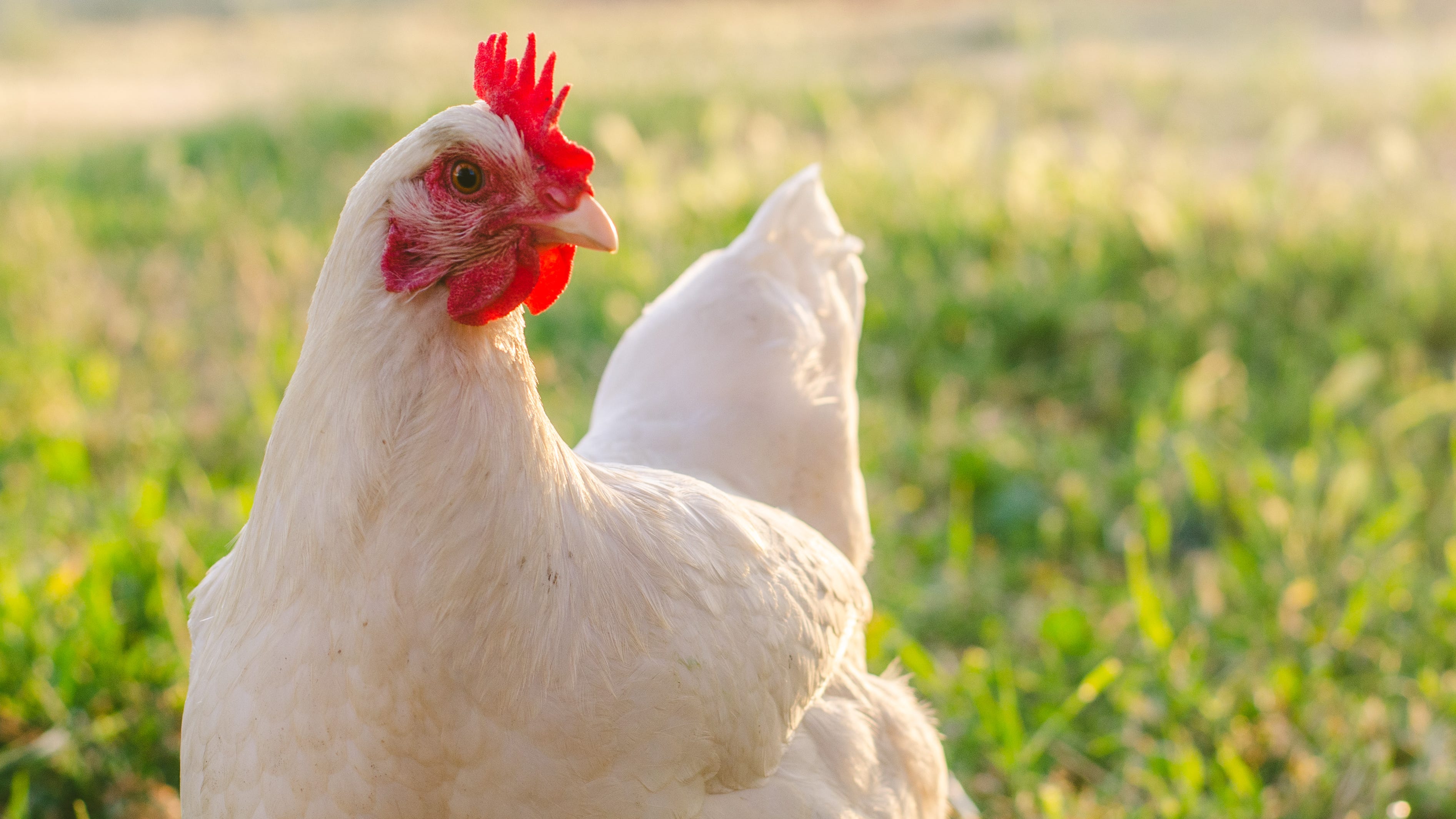 Fair or fowl: Six chickens, a duck require village board approval to remain home
