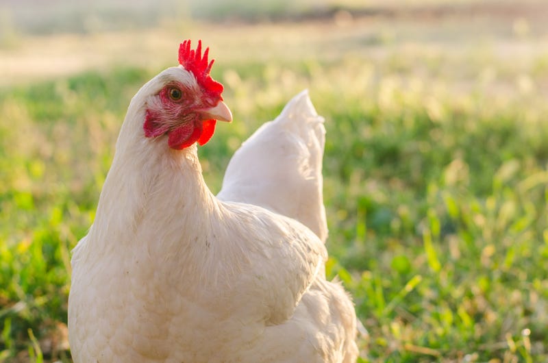 Chicken